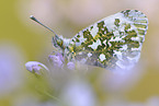 orange tip