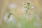 orange tip