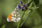 sitting Orange Tip