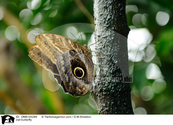 Bananenfalter / owl butterfly / DMS-04286