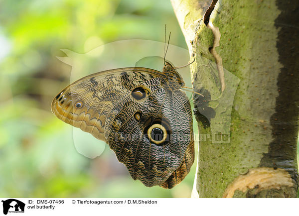 owl butterfly / DMS-07456