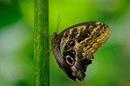 owl butterfly