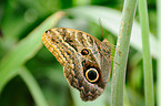 owl butterfly