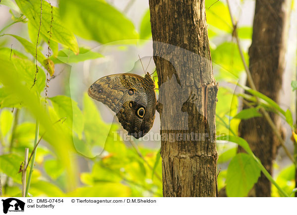 owl butterfly / DMS-07454