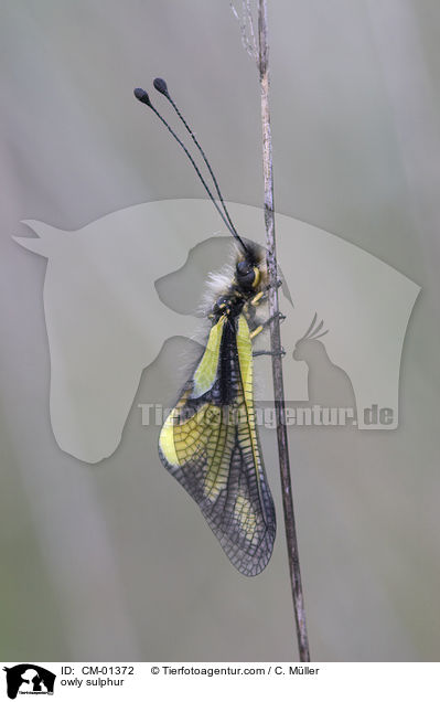 Libellen-Schmetterlingshaft / owly sulphur / CM-01372