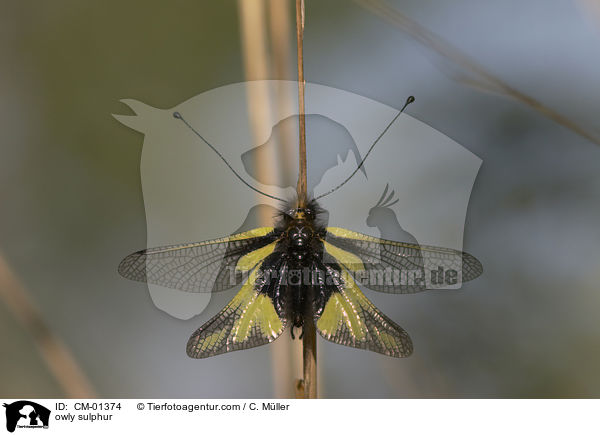 Libellen-Schmetterlingshaft / owly sulphur / CM-01374