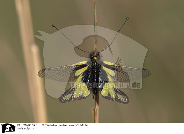 Libellen-Schmetterlingshaft / owly sulphur / CM-01375