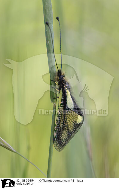 Libellen-Schmetterlingshaft / owly sulphur / SI-02454