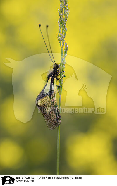 Libellen-Schmetterlingshaft / Owly Sulphur / SI-02512