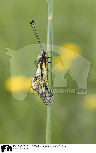 Libellen-Schmetterlingshaft / Owly Sulphur / SI-02513