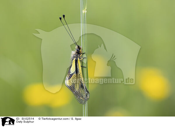 Libellen-Schmetterlingshaft / Owly Sulphur / SI-02514