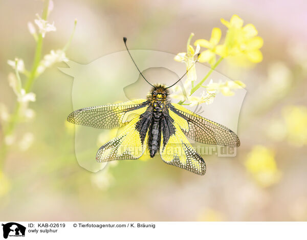 Libellen-Schmetterlingshaft / owly sulphur / KAB-02619