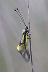 owly sulphur