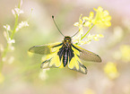 owly sulphur