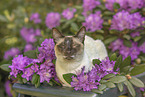 Siamese cat