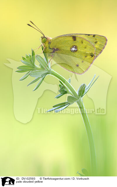 pale clouded yellow / DV-02593