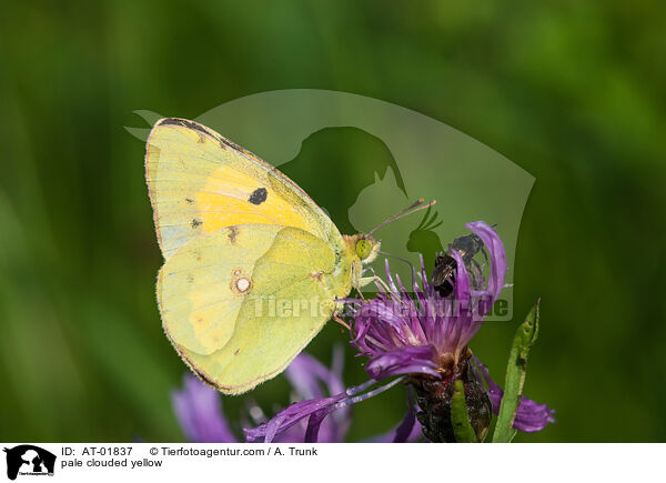 pale clouded yellow / AT-01837