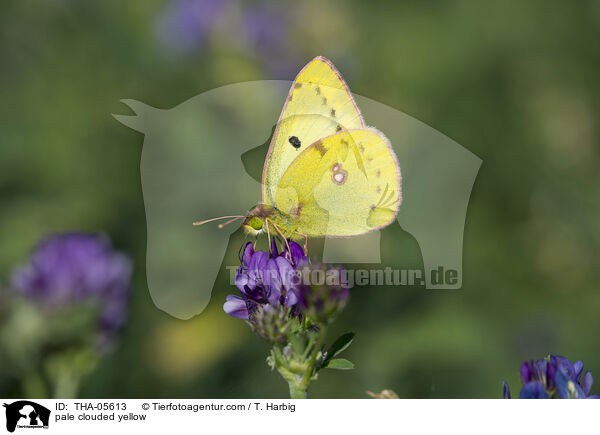 Goldene Acht / pale clouded yellow / THA-05613