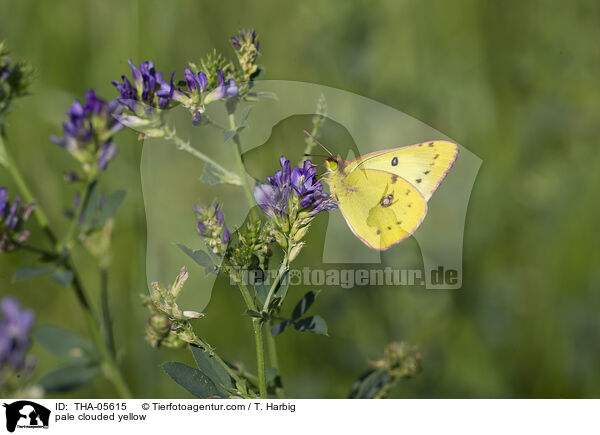 Goldene Acht / pale clouded yellow / THA-05615