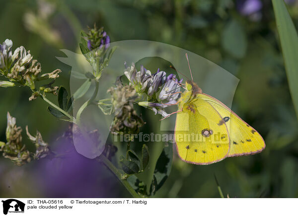 Goldene Acht / pale clouded yellow / THA-05616