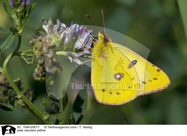 Goldene Acht / pale clouded yellow / THA-05617