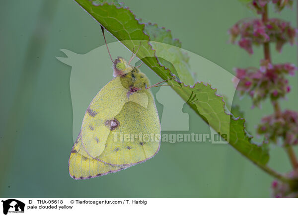 pale clouded yellow / THA-05618