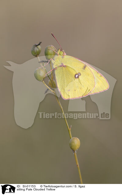 sitzende Goldene Acht / sitting Pale Clouded Yellow / SI-01153