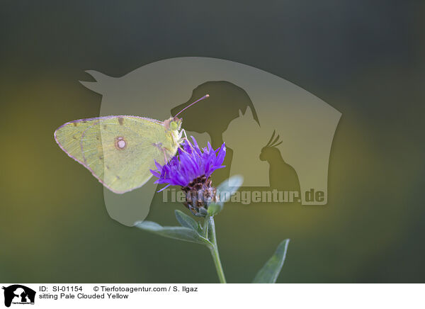 sitzende Goldene Acht / sitting Pale Clouded Yellow / SI-01154