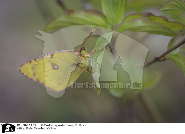 sitting Pale Clouded Yellow / SI-01155