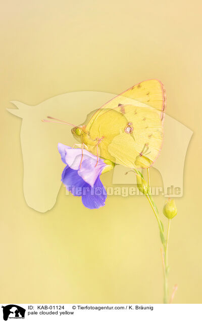 pale clouded yellow / KAB-01124