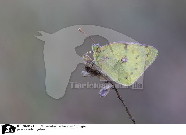 pale clouded yellow / SI-01945