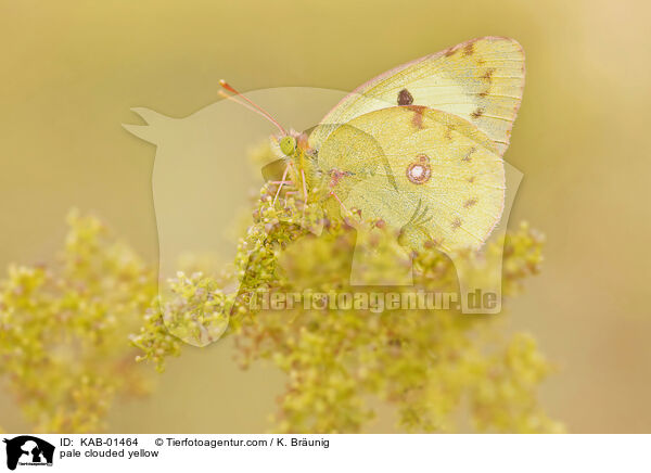 pale clouded yellow / KAB-01464
