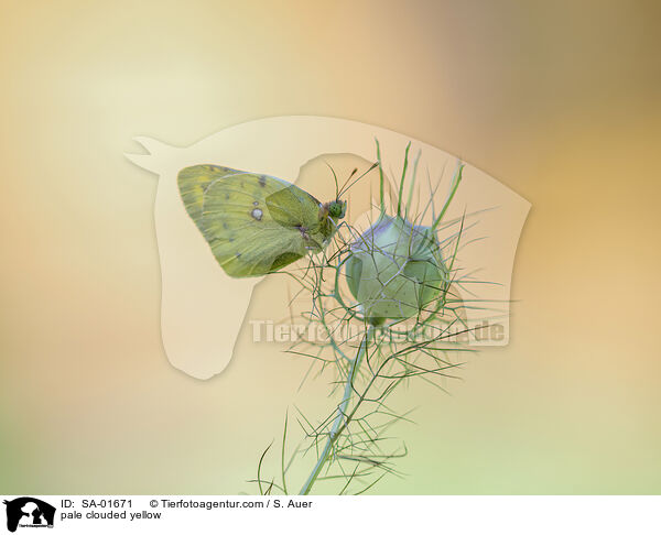 Goldene Acht / pale clouded yellow / SA-01671