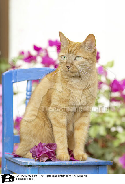 Hauskatze / domestic cat / KAB-02610