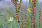 pale clouded yellow