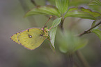 sitting Pale Clouded Yellow