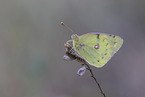 pale clouded yellow