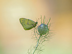 pale clouded yellow