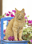 domestic cat