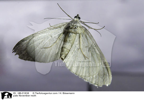 Buchenwald-Herbstspanner / pale November moth / HB-01838
