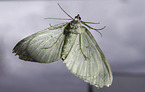 pale November moth