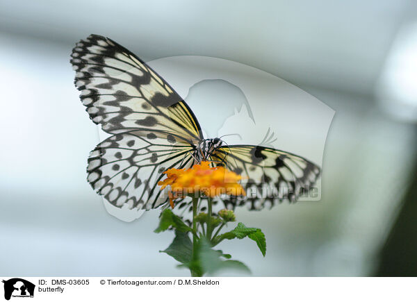 Weie Baumnymphe / butterfly / DMS-03605