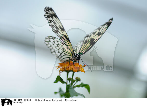 Weie Baumnymphe / butterfly / DMS-03606