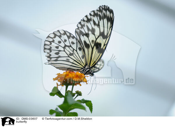 butterfly / DMS-03607