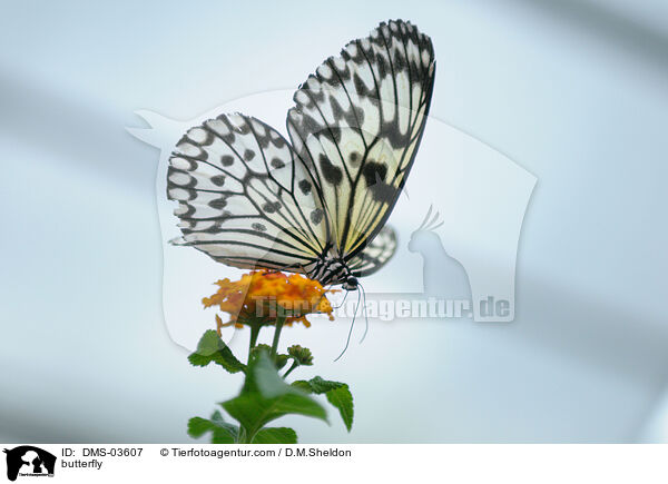 Weie Baumnymphe / butterfly / DMS-03607