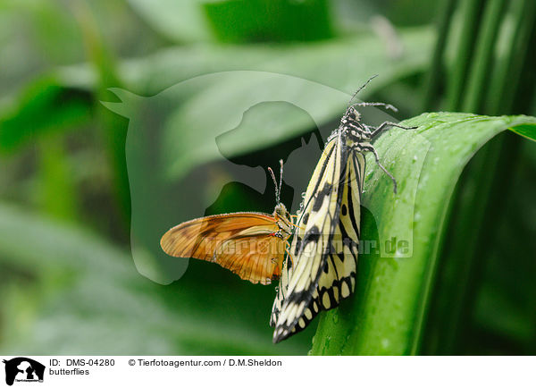Weie Baumnymphe / butterflies / DMS-04280