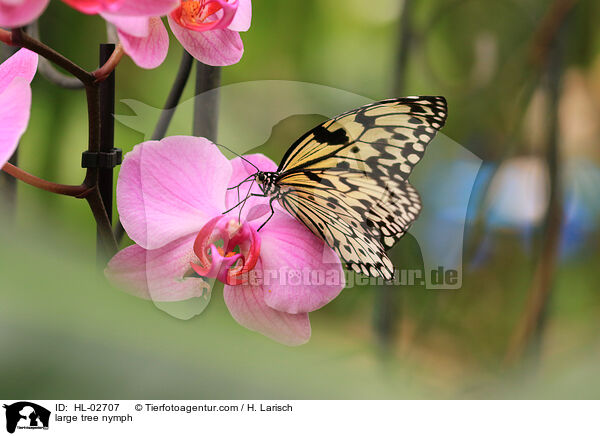 Weie Baumnymphe / large tree nymph / HL-02707