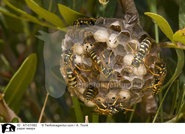 Feldwespen / paper wasps / AT-01082