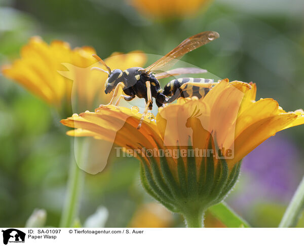 Feldwespe / Paper Wasp / SA-01097
