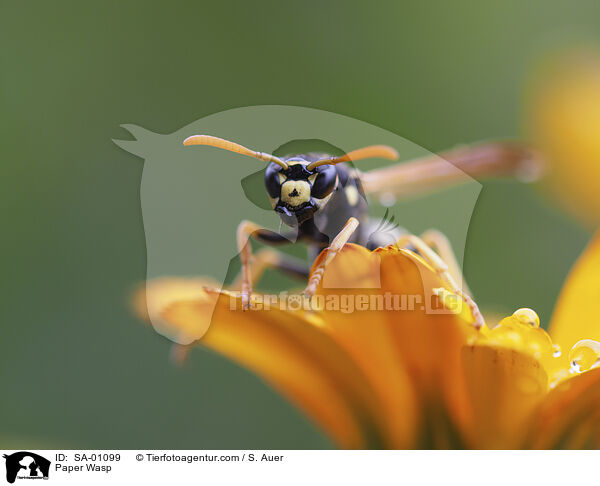 Feldwespe / Paper Wasp / SA-01099